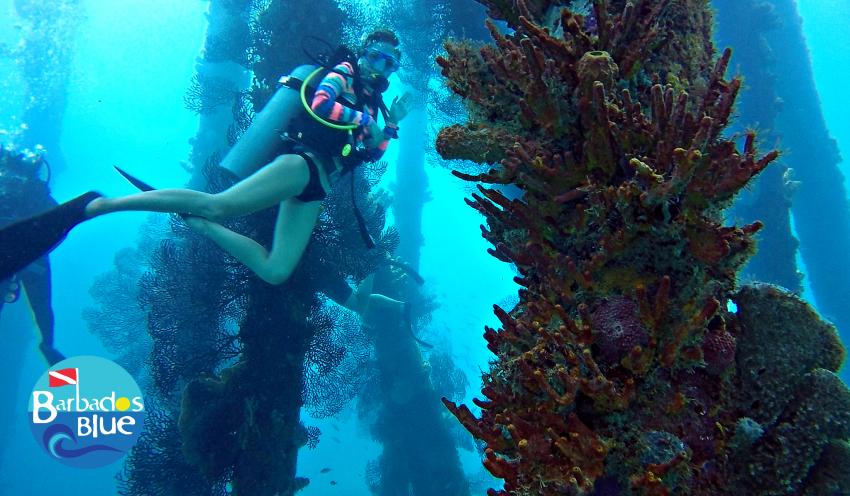 Jetty Diver © Barbados Blue, Barbados Blue Water Sports, Barbados