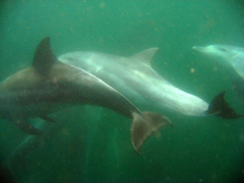 Dolphins, Dive Expert-Tours,  Port Elizabeth, Südafrika