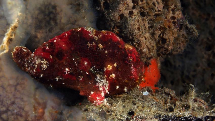 Frogfishmania Part 3, Lembeh Strait,Nord Sulawesi,Indonesien,Anglerfisch,Frogfisch