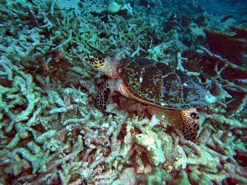unter wasser im addu atoll, Gan,Malediven,Karettschildkröte