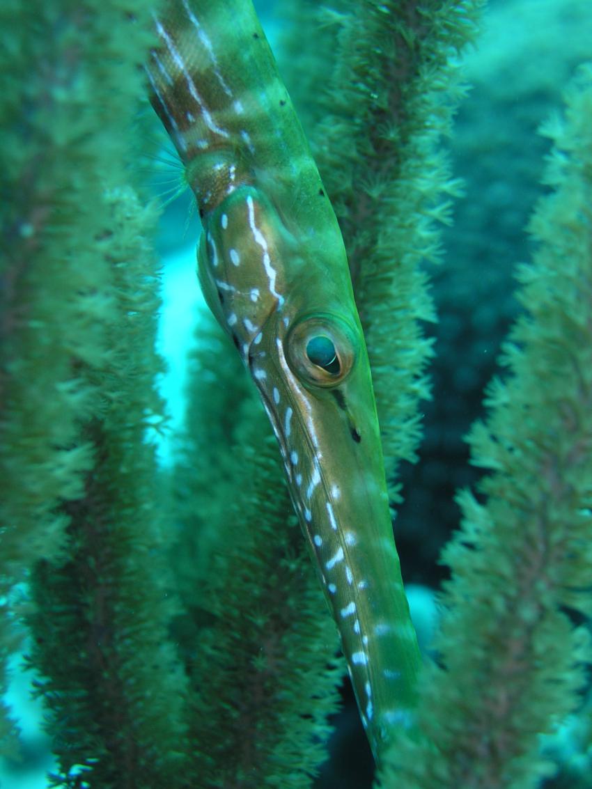 Bonaire, Bonaire,Niederländische Antillen,Flötenfisch