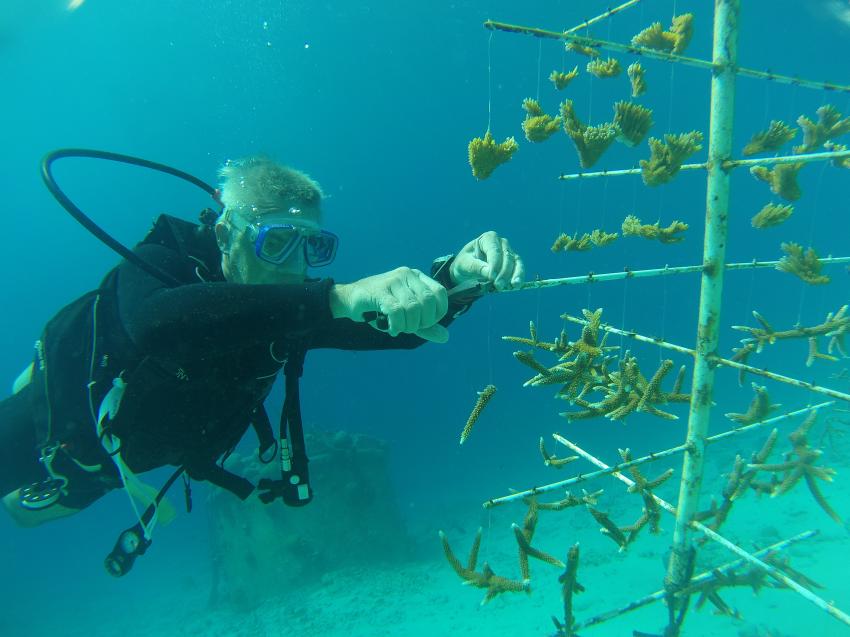 Korallenaufzucht bei Wannadive, Wannadive, Kralendijk, Bonaire, Niederländische Antillen, Bonaire