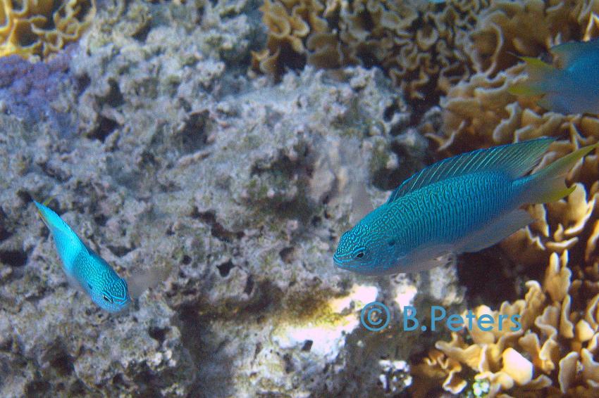 Bora Bora, Bora Bora,Französisch-Polynesien