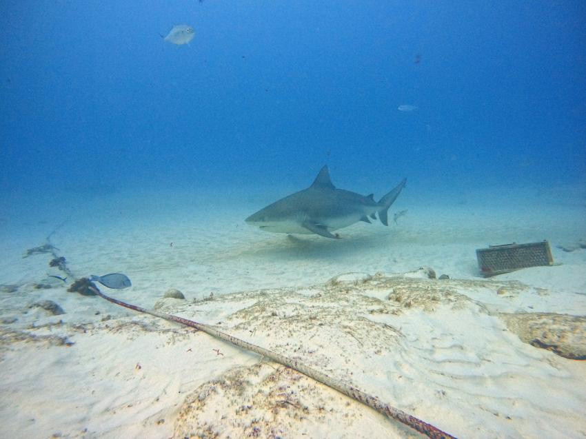 Deep Dive Mexico- Deutsche Tauchschule in Playa del Carmen, Mexiko