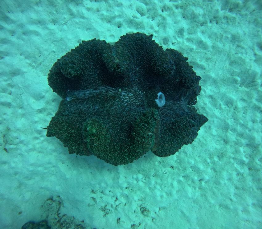 Tokoriki Diving, Fidschi