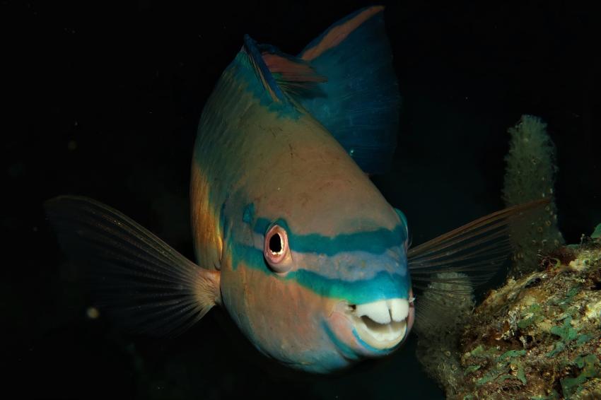 Papageienfisch, Villa Mango Curacao Dive Center, Willemstad, Niederländische Antillen, Curaçao