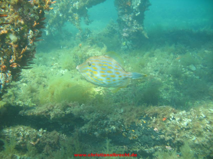 Busselton Jetty, Busselton, Westaustralien, Busselton Jetty,Australien