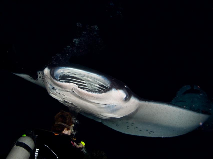 Manta Ray Night Dive, Kona,Big Island,Hawaii,USA