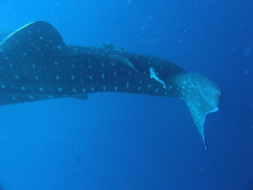 Whale Sharks in Pescador Moalboal, Moalboal,Philippinen