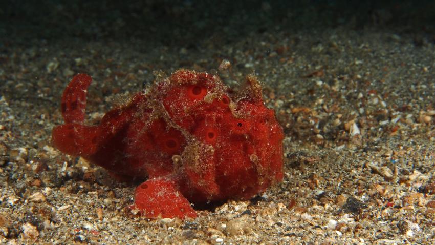Frogfishmania Part 3, Lembeh Strait,Nord Sulawesi,Indonesien,Anglerfisch,Frogfisch