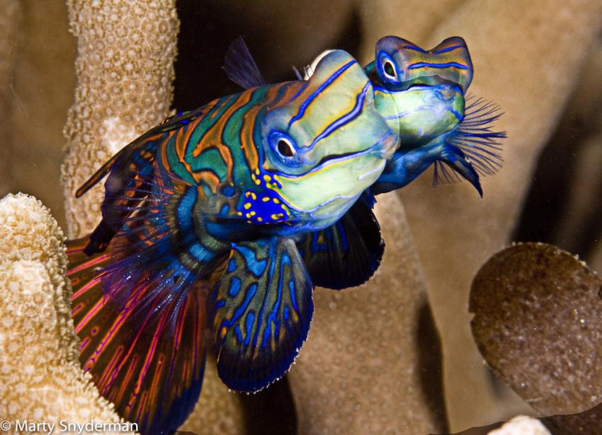 Rainbow Reef  Photo Copyrights: Marty Snyderman, Mandarinfish Ledge (Rainbow Reef), Mikronesien