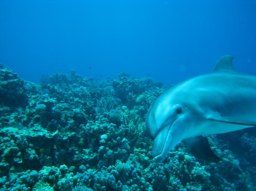 Delfin ganz nah