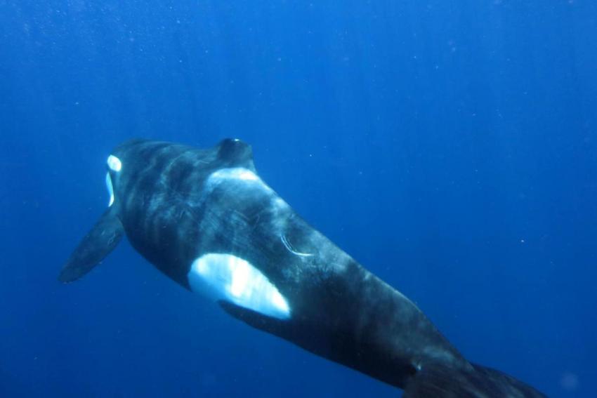 Orca bei Ryi Banks, Dive Expert-Tours ,   Südafrika, Südafrika