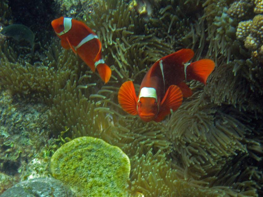 Pulau(= Insel) Sahaung (Bangka Archipel), Pulau Sahaung,Indonesien,Stachel-Anemonenfisch,Premnas biaculeatus