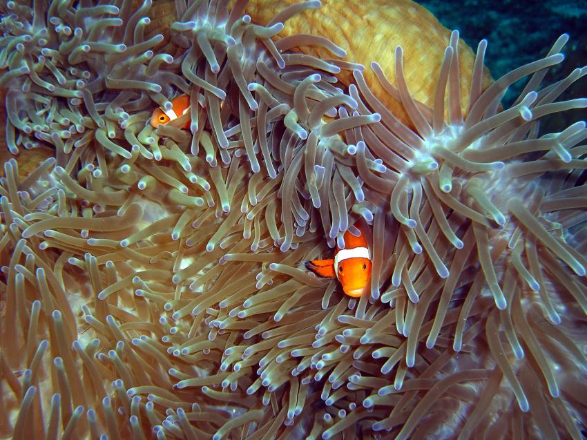 Aberratin Dive Club, Hausriff, Aberratin Dive Club,Hausriff,Philippinen,Anemonenfische,orange