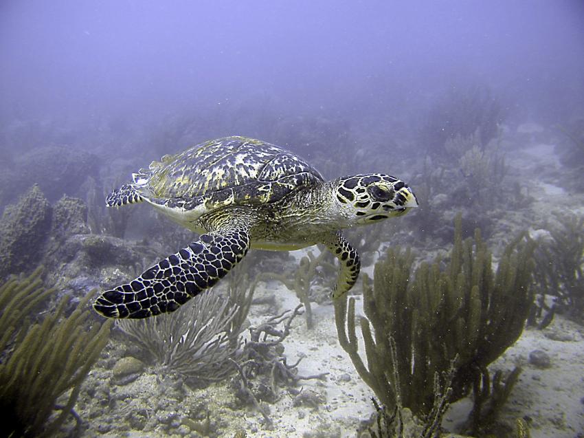 R&Sea Diver's, Crown Point, Tobago, Trinidad und Tobago