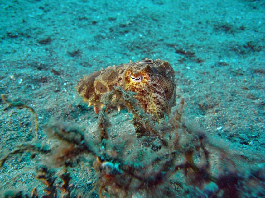 octopssy, Dauin,Philippinen