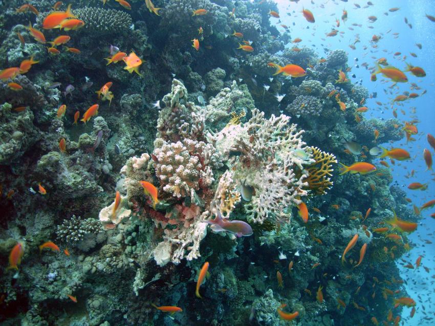 Safaga 01/2011 Teil 4, Safaga - allgemein,Ägypten