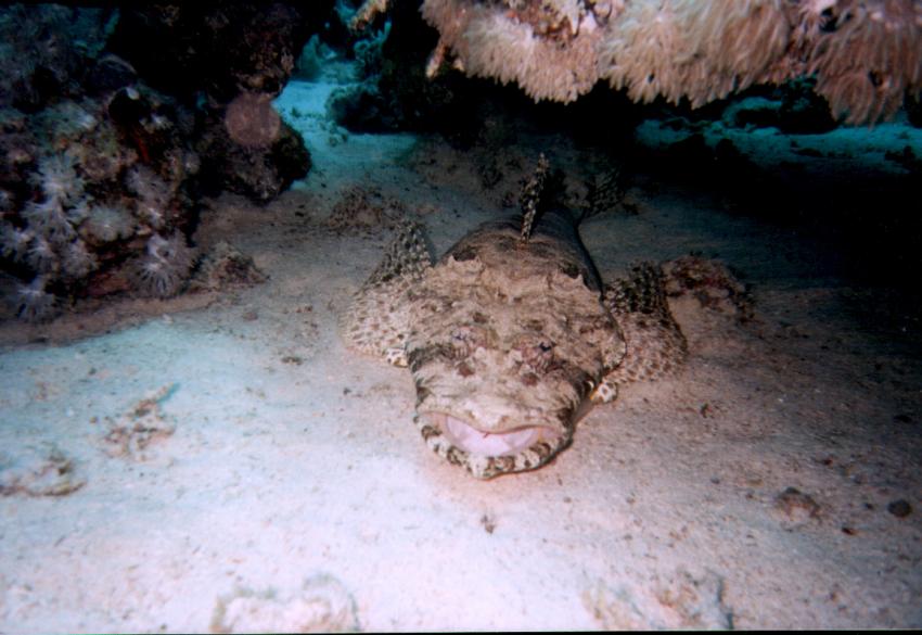 Safaga, Safaga - allgemein,Ägypten