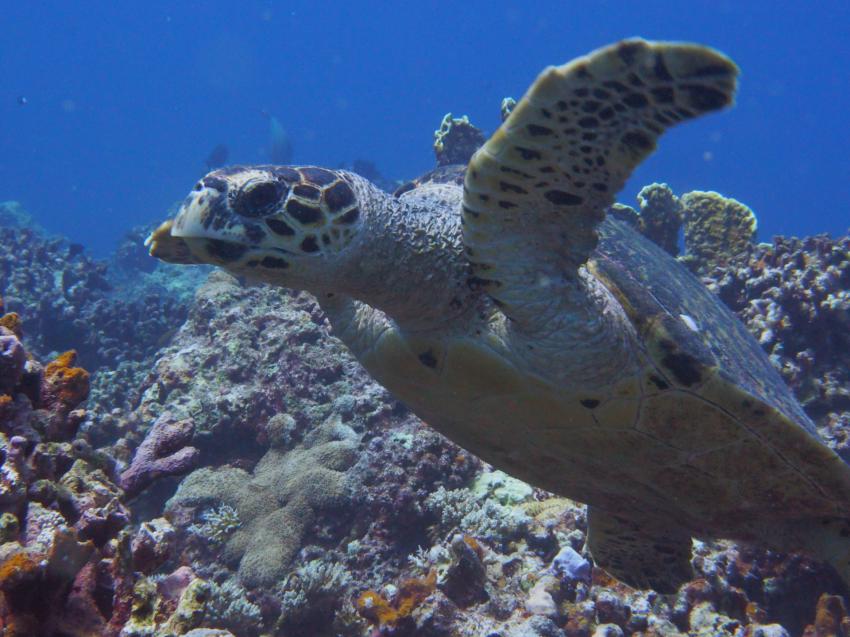 Apo Reef; Schildkröte, Apo Reef, Pandan Island, Sablayan, Philippinen