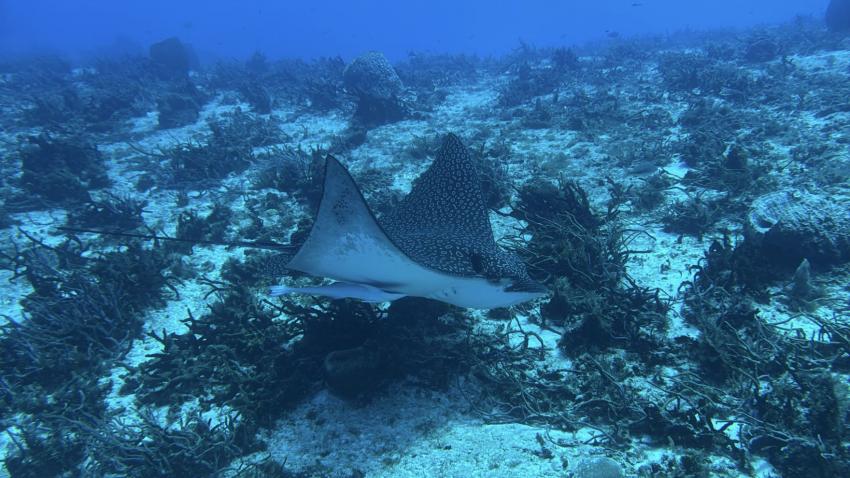 Cozumel Dive School, Mexiko