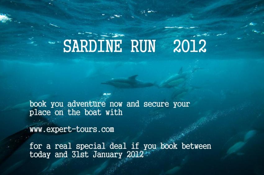 Sardine Run, Impressionen Rainer Schimpf, Sardine Run,Eastern Cape Südafrika,Südafrika