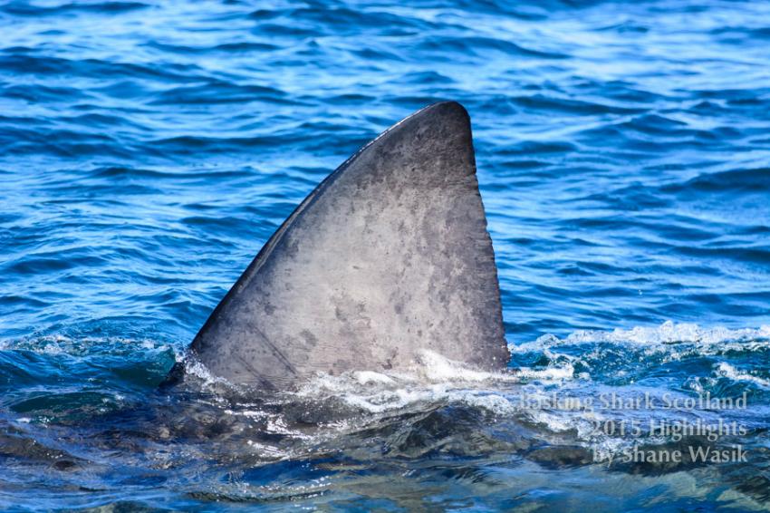 Haiflosse des Riesenhais, shark fin, Basking shark Scotland, Basking Shark Scotland, Oban, Großbritannien, Schottland