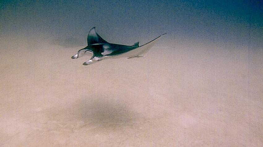 DivePoint Meedhupparu, Malediven