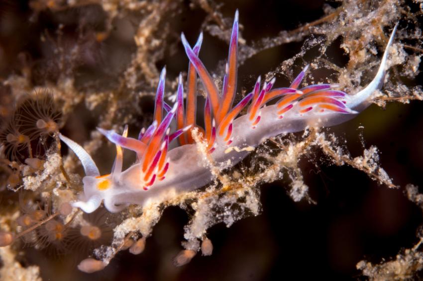 Flabellina, Athina Diving, Griechenland
