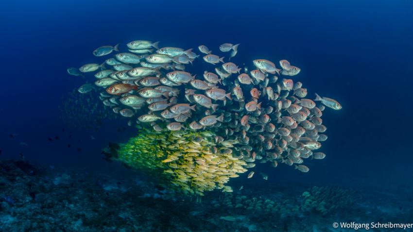Schule Grossaugenbarsch (Priacanthus hamrur) und Blaustreifenschnapper (Lutjanus kasmira)