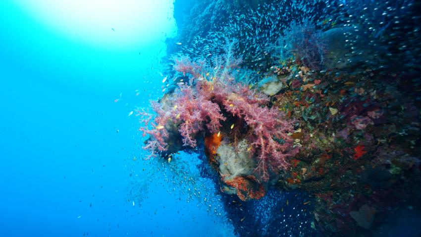 Hausriff , diving.DE Quseir, Ägypten, El Quseir bis Port Ghalib