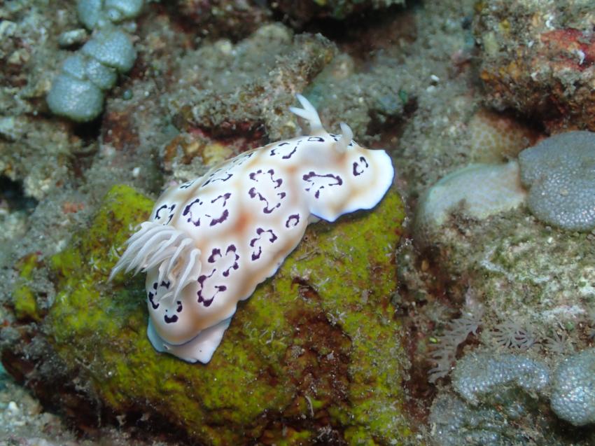 Nacktschnecke, ORCA Diveclub Candidasa, Bali, Indonesien, Bali