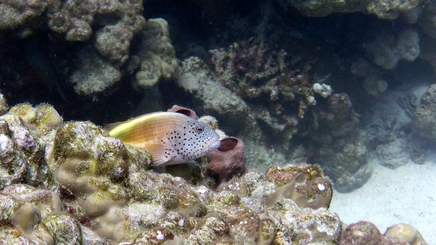 M/Y Independence II, Ägypten