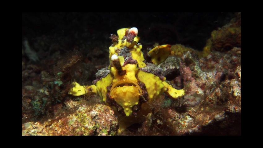 Lembeh Diverse, Lembeh Strait,Nord Sulawesi,Indonesien,Anglerfisch,Frogfisch,gelb