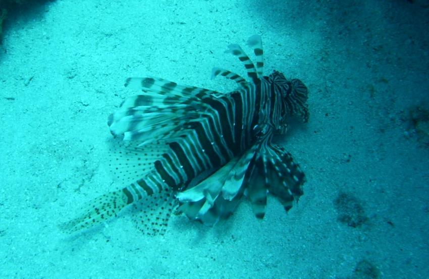 Feuerfisch, Deep Ocean Blue Diving Center, Ägypten, El Quseir bis Port Ghalib