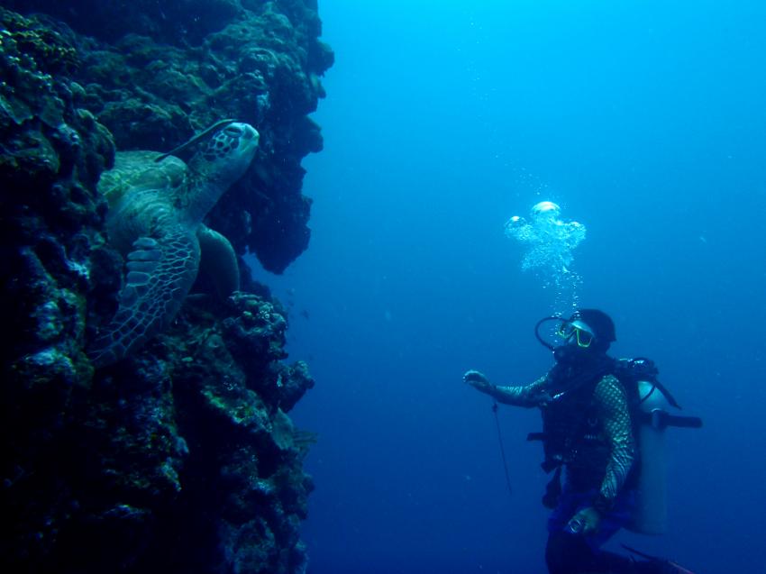 das nenne ich groß, Quo Vadis Dive Resort, Moalboal/Cebu, Philippinen