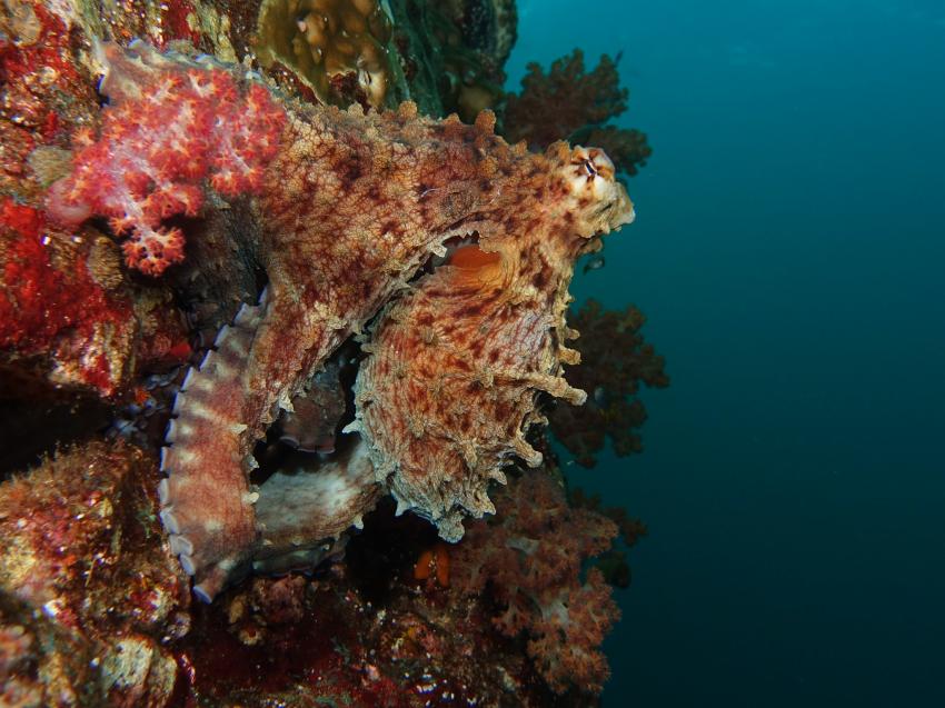 Miss Moon, Day Octopus, AIDC Andaman International Dive Center, Ranong, Thailand, Andamanensee