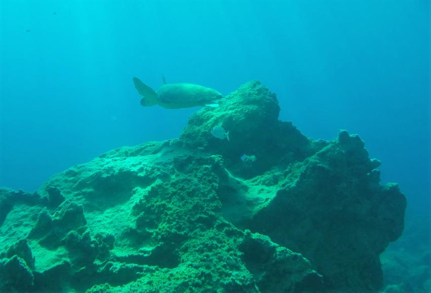 Caretta-Caretta, Diving Center Turtle Beach, Zakynthos, Griechenland