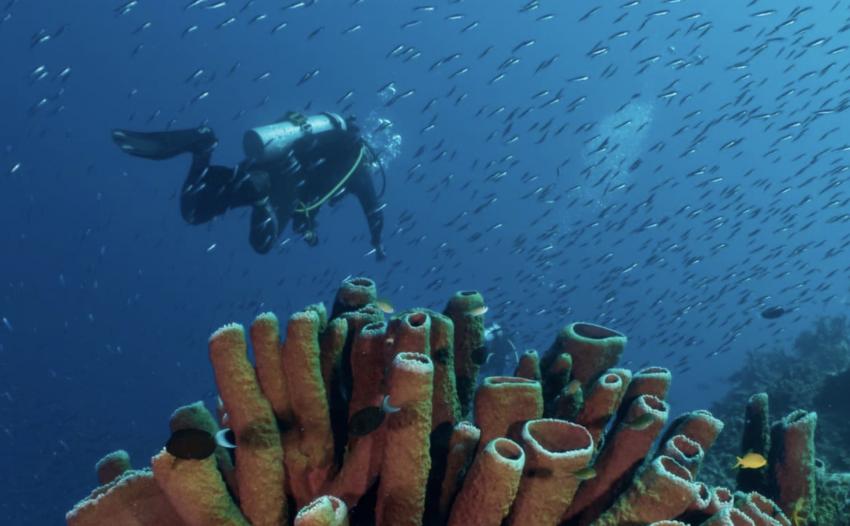 Lavana Dive & Nature Resort, Indonesien, Sulawesi