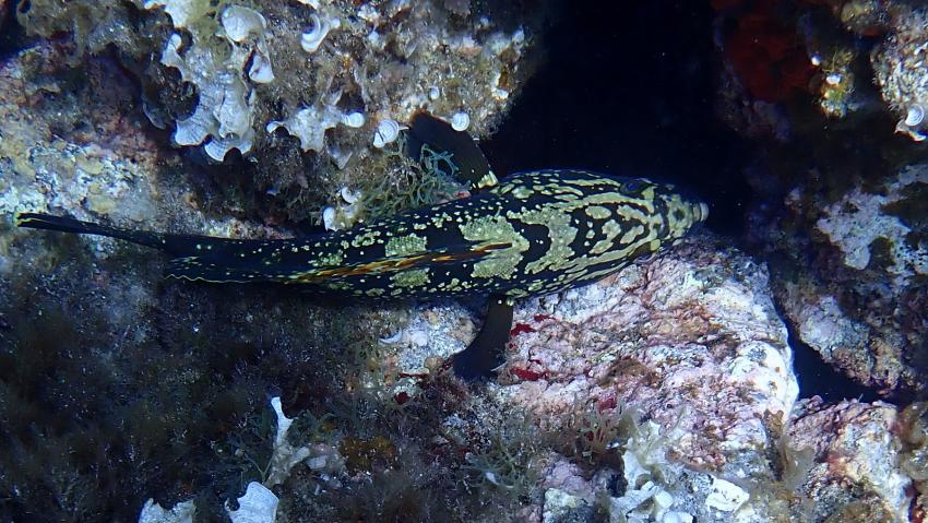 Diving Center, Cala Pada, Ibiza, Spanien, Balearen