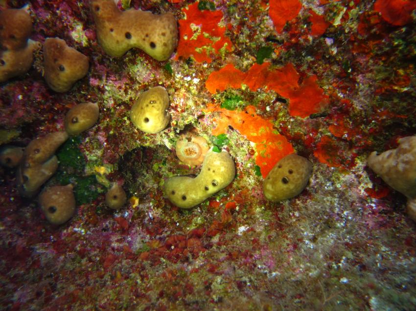 Kalypso Dive Center & School, Griechenland