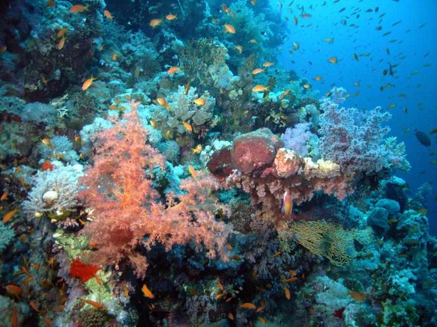 Safaga 01/2011 Teil 3, Safaga - allgemein,Ägypten