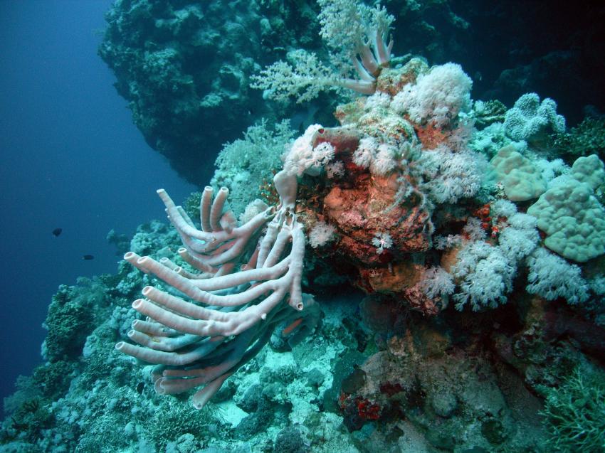 Safaga 01/2011 Teil 2, Safaga - allgemein,Ägypten