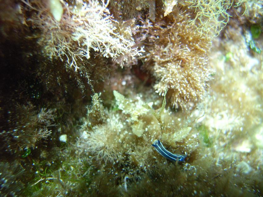 Mero Diving - Cala Ratjada - Mallorca, Mallorca,Cala Ratjada,Spanien