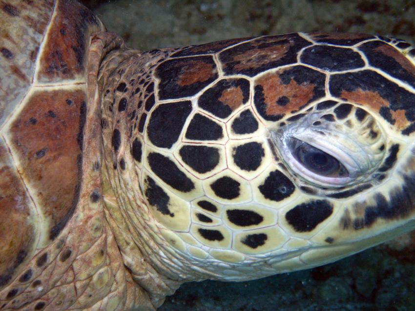 Sipadan, Sipadan,Malaysia,Schildkröte