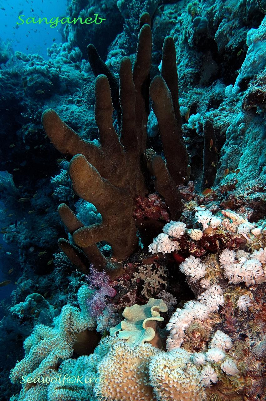 Sanganeb Reef