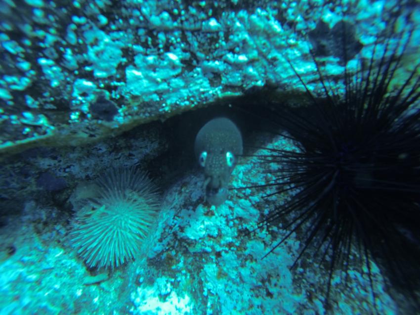Blackstone Dive Center, Teneriffa, Spanien, Kanaren (Kanarische Inseln)