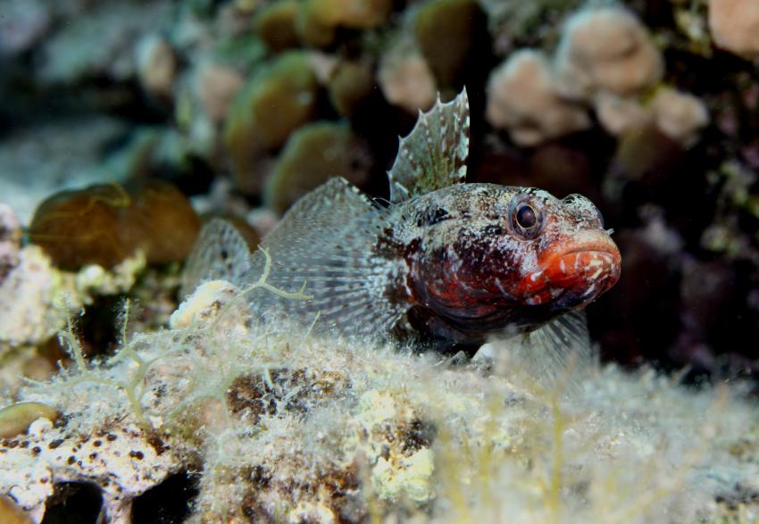 Tauchen um Bozava, Dugi Otok,Kroatien