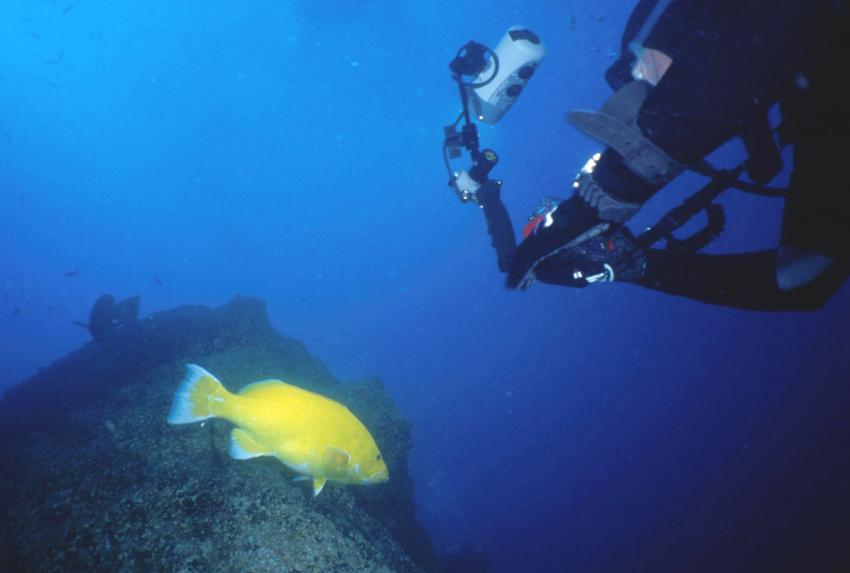 Manta Diving Center Canico, Canico,Portugal,Zackenbarsch,gelb