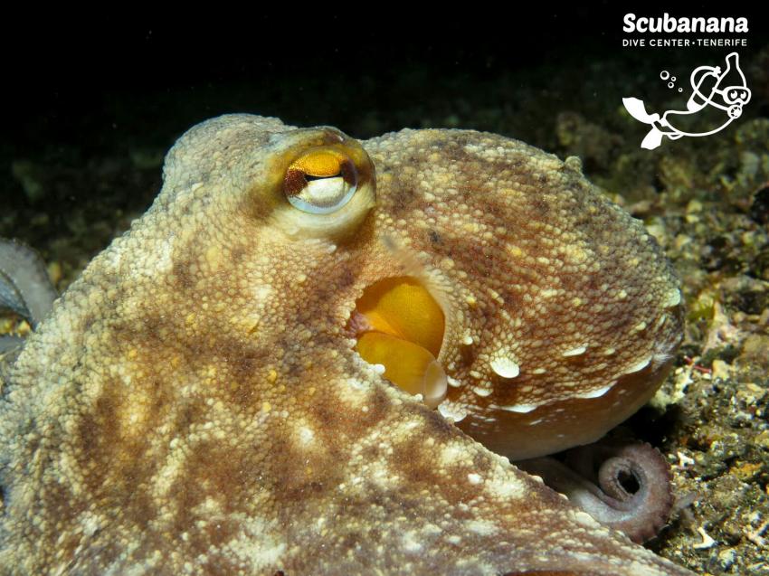 Oktopus ganz dicht, Radazul, Scubanana, Radazul, Teneriffa, Kanarische Insels, Scubanana Dive Center, Teneriffa, Spanien, Kanaren (Kanarische Inseln)